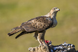 Image. Habichtsadler