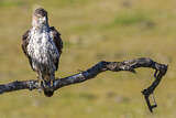 Image. Habichtsadler
