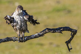 Image. Habichtsadler