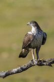 Image. Habichtsadler