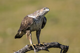 Image. Habichtsadler
