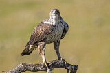 Image. Habichtsadler