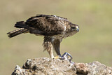 Image. Habichtsadler