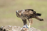 Image. Habichtsadler
