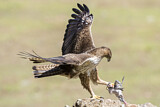 Image. Habichtsadler