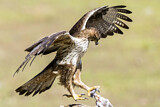 Image. Habichtsadler