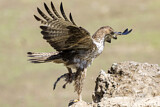 Image. Habichtsadler