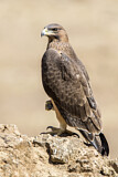 Image. Habichtsadler