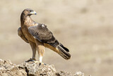 Image. Habichtsadler