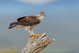 Image. Habichtsadler
