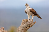 Image. Habichtsadler