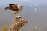 Image. Habichtsadler
