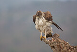 Image. Habichtsadler