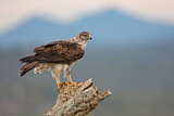 Image. Habichtsadler