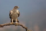 Image. Habichtsadler