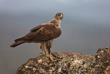 Image. Habichtsadler