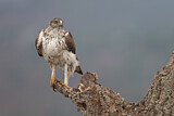 Image. Habichtsadler