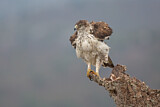 Image. Habichtsadler