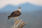 Image. Habichtsadler