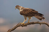 Image. Habichtsadler