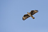 Image. Habichtsadler