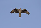 Image. Habichtsadler