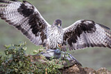 Image. Habichtsadler