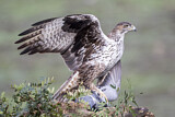 Image. Habichtsadler