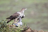 Image. Habichtsadler