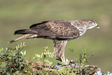 Image. Habichtsadler