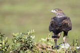 Image. Habichtsadler