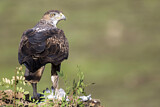 Image. Habichtsadler