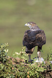Image. Habichtsadler