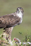 Image. Habichtsadler