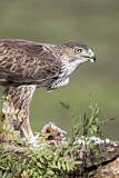 Image. Habichtsadler