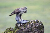 Image. Habichtsadler