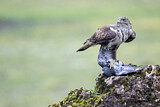 Image. Habichtsadler