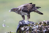 Image. Habichtsadler