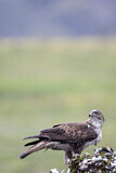 Image. Habichtsadler