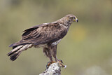 Image. Habichtsadler