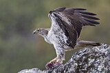 Image. Habichtsadler