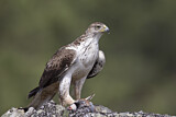 Image. Habichtsadler