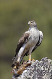 Image. Habichtsadler
