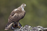 Image. Habichtsadler