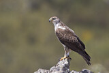 Image. Habichtsadler