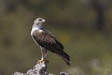 Image. Habichtsadler