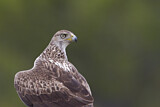 Image. Habichtsadler