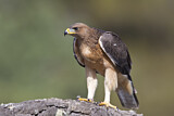 Image. Habichtsadler