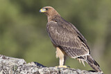 Image. Habichtsadler