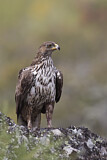 Image. Habichtsadler